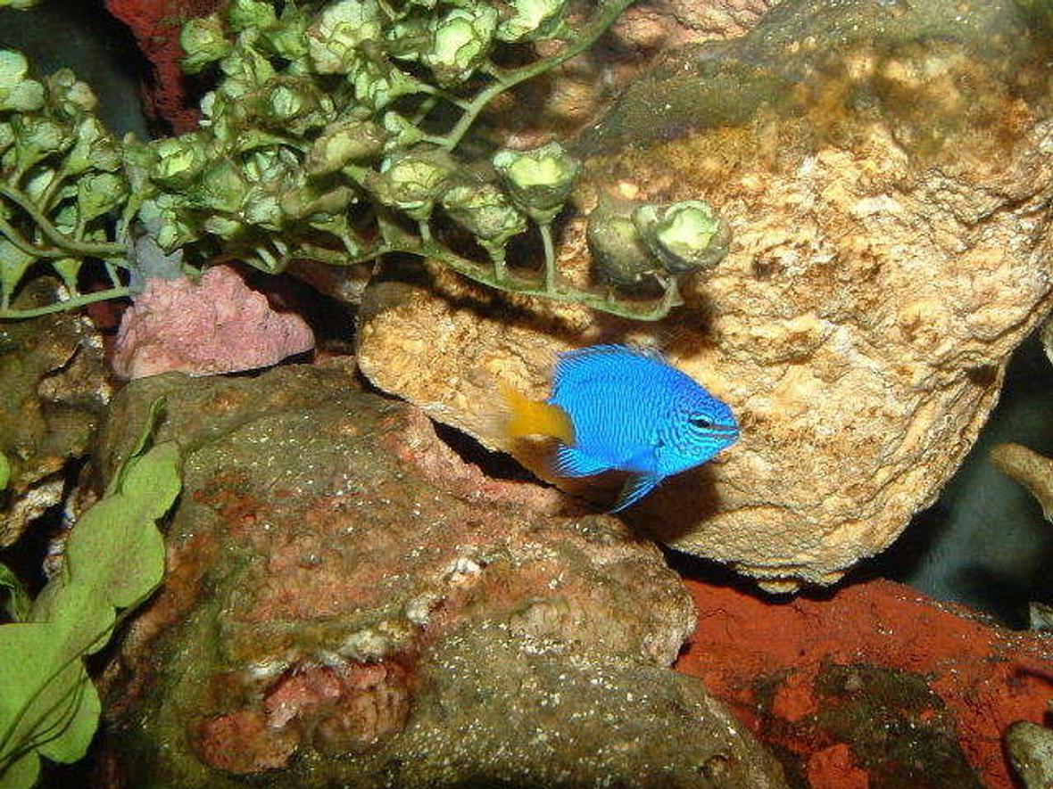 saltwater fish - chrysiptera parasema - yellowtail damselfish stocking in 55 gallons tank - Yellow Tail Blue Damsel