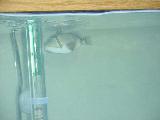 saltwater fish - rhinecanthus verrucosus - bursa triggerfish stocking in 90 gallons tank - Trigger