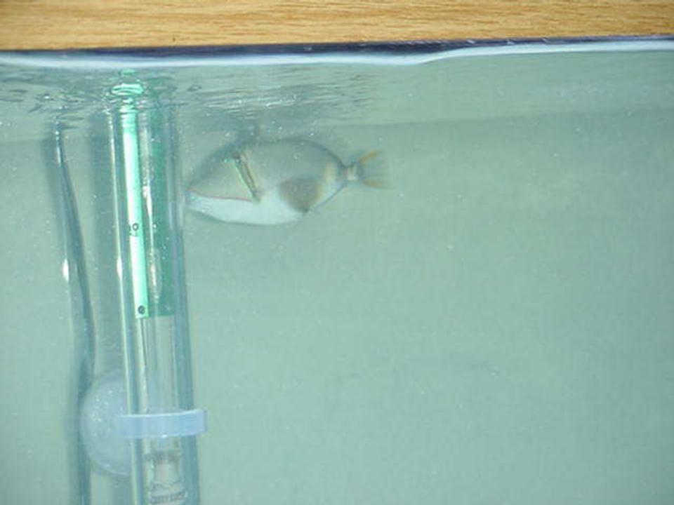 saltwater fish - rhinecanthus verrucosus - bursa triggerfish stocking in 90 gallons tank - Trigger