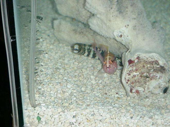 saltwater fish - echidna nebulosa - snowflake eel stocking in 90 gallons tank - Great buddies Grooper,Snowflake EEL