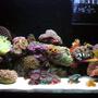 29 gallons reef tank (mostly live coral and fish)