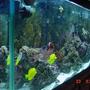 125 gallons reef tank (mostly live coral and fish) - STILL NOT A REAL GOOD PIC OF THE TANK CANT SEE ALL THE CORALS BUT THE ONLY WAY TO GET A UP COLSE PIC AND STILL SEE THE WHOLE TANK 125GAL. getting a 90 gal going as of 9/27/06