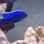 freshwater fish - sciaenochromis fryeri - electric blue hap stocking in 75 gallons tank - Eletric blue hap fryeri