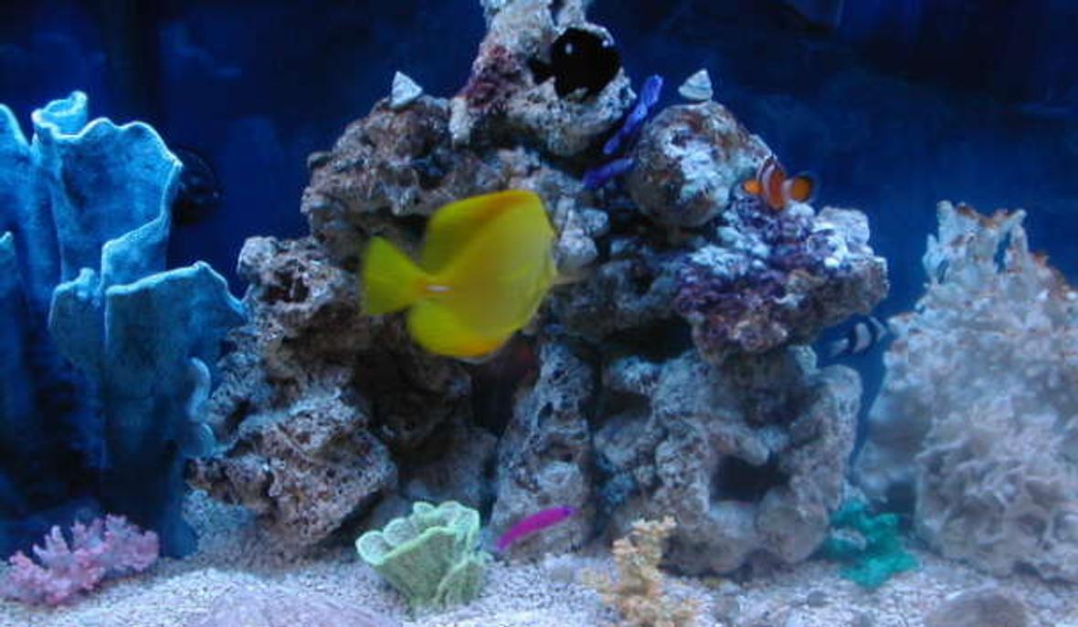 53 gallons saltwater fish tank (mostly fish, little/no live coral) - Saltwater Center of Life!