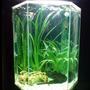 20 gallons freshwater fish tank (mostly fish and non-living decorations) - Tall Hex (Angelfish)