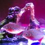 freshwater fish - pygocentrus nattereri - redbellied pirhana stocking in 50 gallons tank - Piroy & Piray - Piranhas 17 gal 35x14x10 glass tank 20 watts pink fluorescent bulb overhead filter