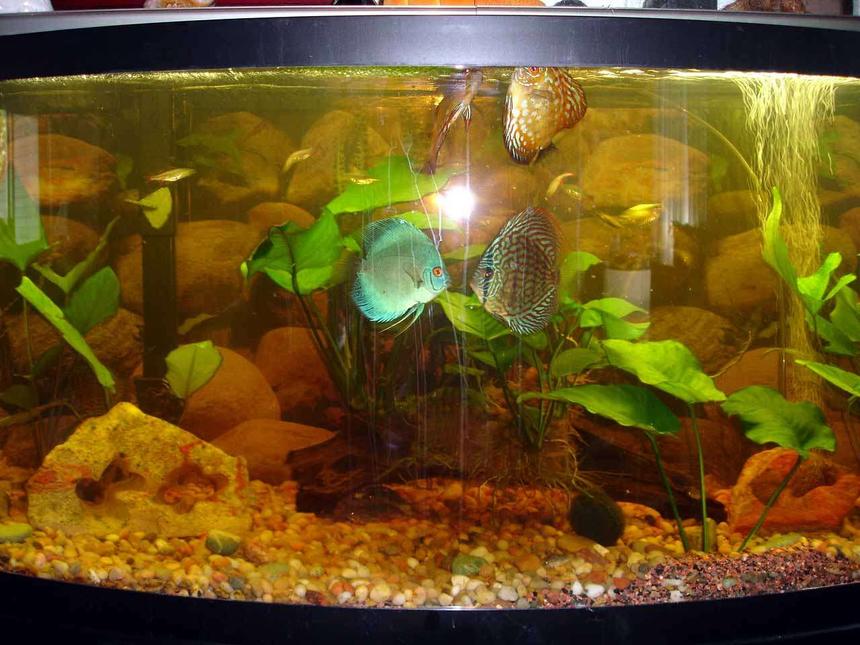 Rated #3044: 72 Gallons Freshwater Fish Tank - 72 inch 
6 Discus