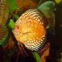 freshwater fish - symphysodon spp. - snakeskin discus stocking in 72 gallons tank - Discus