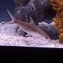 freshwater fish - balantiocheilus melanopterus - bala shark stocking in 75 gallons tank - Bala Shark