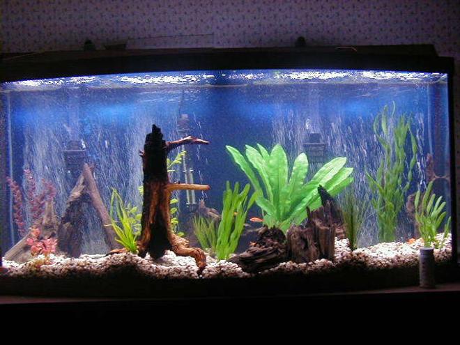 72 gallons freshwater fish tank (mostly fish and non-living decorations) - 72 gallon bowfront