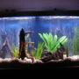 72 gallons freshwater fish tank (mostly fish and non-living decorations) - 72 gallon bowfront