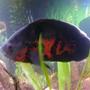 freshwater fish - astronotus ocellatus - tiger oscar stocking in 72 gallons tank - oscar
