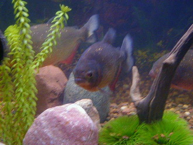 freshwater fish - pygocentrus nattereri - redbellied pirhana stocking in 72 gallons tank - piranha