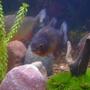 freshwater fish - pygocentrus nattereri - redbellied pirhana stocking in 72 gallons tank - piranha