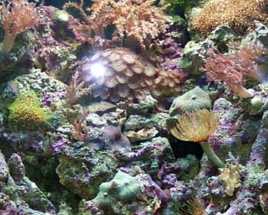 Rated #100: 24 Gallons Reef Tank - 24 Gallon Nano Tank full of Xenia, Colt, Mushrooms, Zoots, Polyps, Feather Duster, Micro Algea and a few fish too!