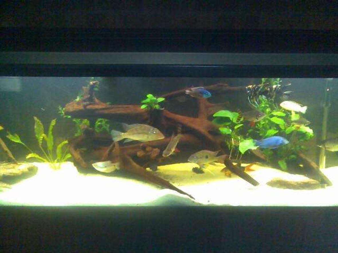 1 gallon freshwater fish tank (mostly fish and non-living decorations) - this is my tank.