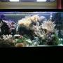 reef tank (mostly live coral and fish) - 48x24x24 custom built clearseal aquarium