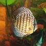 freshwater fish - symphysodon spp. - red turquoise discus stocking in 72 gallons tank - Red Turquoise Discus Discus from Germany 4 inch