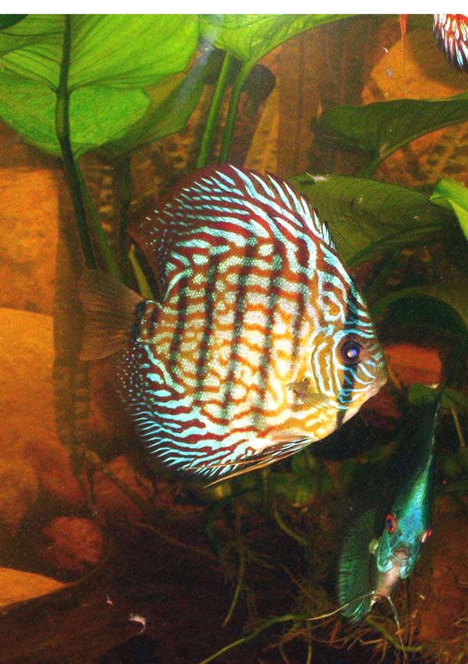 freshwater fish - symphysodon spp. - red turquoise discus stocking in 72 gallons tank - Red Turquoise Discus
Discus from Germany 4 inch