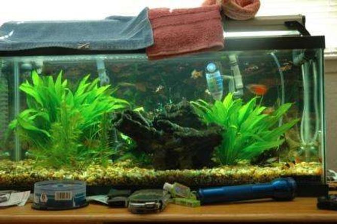 40 gallons planted tank (mostly live plants and fish) - lolz