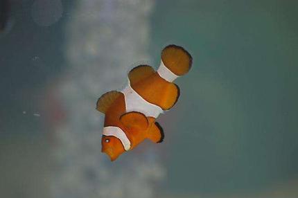 saltwater fish - amphiprion percula - true percula clownfish stocking in 55 gallons tank - My Nemo Yawning