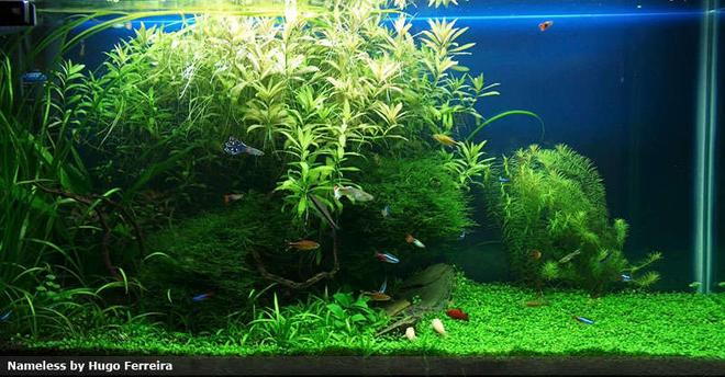 53 gallons planted tank (mostly live plants and fish) - My first big planted freshwater aquarium.