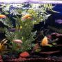 55 gallons freshwater fish tank (mostly fish and non-living decorations) - African Cichlids, 55 gal, lake rock and if you look close enough there are babies