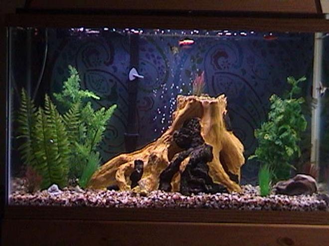 75 gallons freshwater fish tank (mostly fish and non-living decorations) - 29g-  2 Angelfish 2 Mollys 1 Cory 1 Pleco 3 Glo Fish