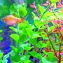freshwater fish - puntius conchonius - rosy barb stocking in 20 gallons tank - Mr. Rosie