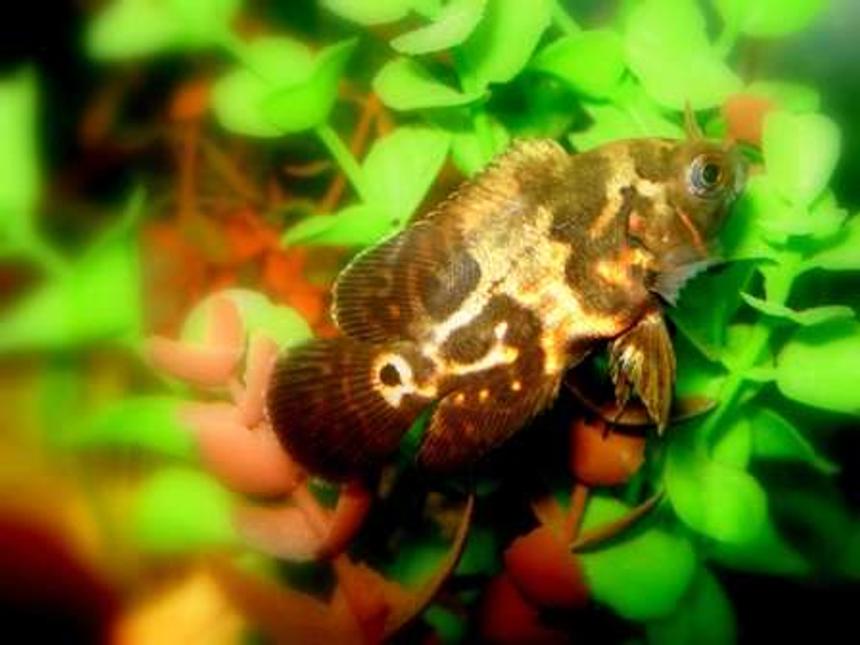 Rated #68: Freshwater Fish - Astronotus Ocellatus - Tiger Oscar Stocking In 20 Gallons Tank - Mr. Tiger