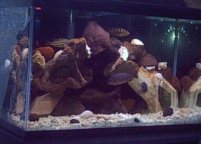 50 gallons freshwater fish tank (mostly fish and non-living decorations) - new pics I tried to delete my old one but no go,I suppose it will serve to compare the two rock formations and peoples oppinions.