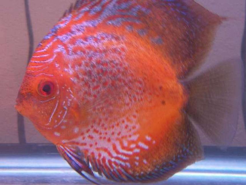 Rated #128: Freshwater Fish - Symphysodon Sp. - Red Marlboro Discus Stocking In 120 Gallons Tank - Best Discus Pic