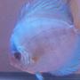 freshwater fish - symphysodon spp. - neon blue discus stocking in 120 gallons tank - Breeder Female