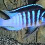 freshwater fish - metriaclima sp. - zebra chilumba stocking in 180 gallons tank - A dominant male Black-barred zebra (metriaclima sp. zebra 'chilumba'...also known as the BB zebra; an african cichlid originating from Lake Malawi. This aggressive mbuna grows up to 8 inches.