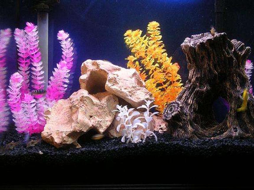Rated #341: 30 Gallons Freshwater Fish Tank - Lake Malawi Tank