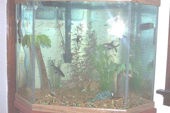 55 gallons freshwater fish tank (mostly fish and non-living decorations) - 35gal corner with 350 bio wheel, pond rocks for surface, all fake plants, with blue lights.