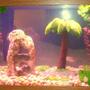 20 gallons freshwater fish tank (mostly fish and non-living decorations) - Fishies