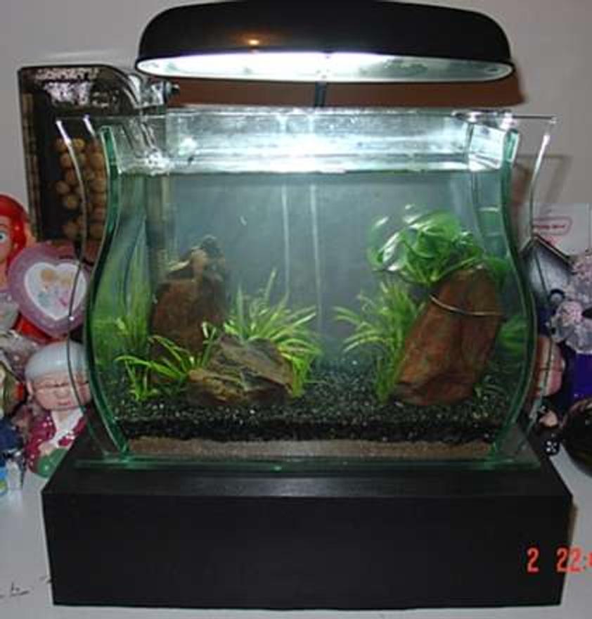 Rated #190: 1 Gallon Planted Tank - Here's the best I could do with such limited space!