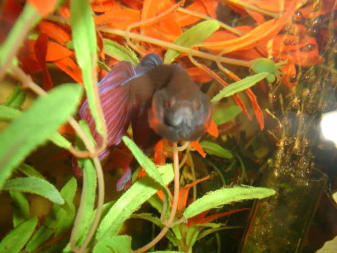 freshwater fish - betta splendens - betta - male stocking in 20 gallons tank - betta