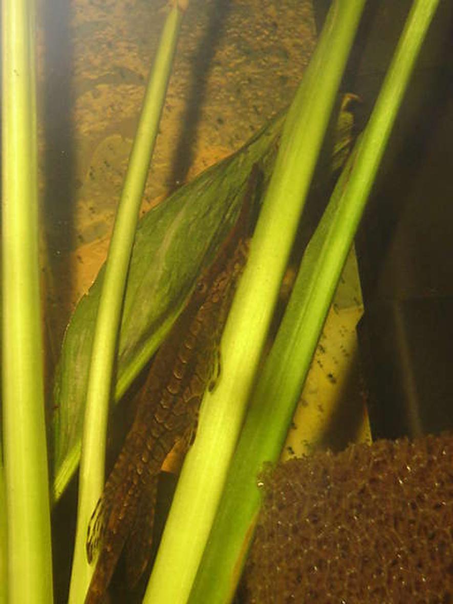 freshwater fish - farlowella vittata - twig catfish stocking in 20 gallons tank - A Twig Catfish