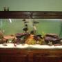 209 gallons freshwater fish tank (mostly fish and non-living decorations) - yeh