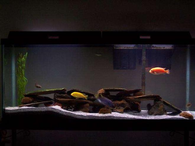 55 gallons freshwater fish tank (mostly fish and non-living decorations) - My 55gal assorted Malawi cichlid tank. Also 2 plecos, 2 danias, and botia.