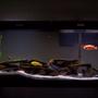 55 gallons freshwater fish tank (mostly fish and non-living decorations) - My 55gal assorted Malawi cichlid tank. Also 2 plecos, 2 danias, and botia.