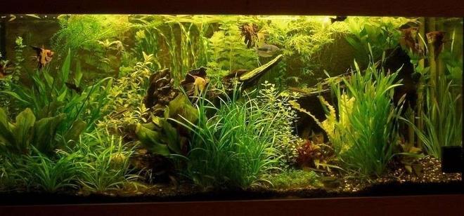 planted tank (mostly live plants and fish) - Aquarium 150 x 60 x 50 ///
Filter... external, foam, 4,5 galons ///
Light ... 6 x 36 watt ///
CO2 ... yeast + sugar ///
UV sterilization ... DeBary 15 watt ///