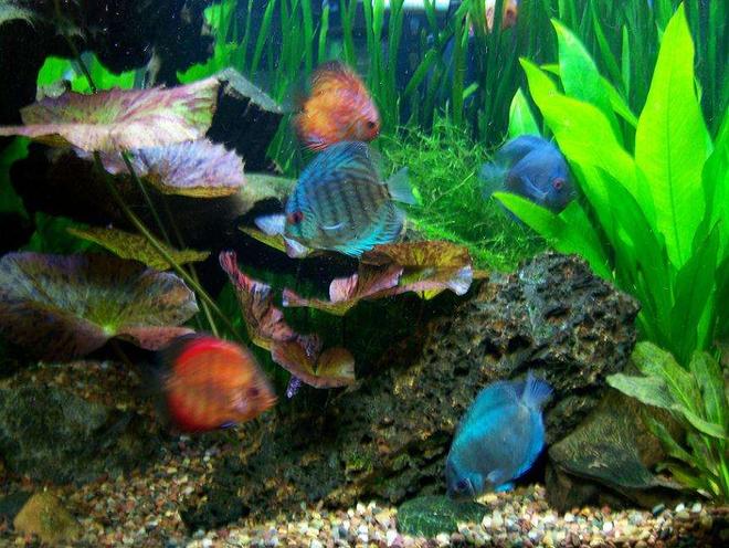 freshwater fish - symphysodon sp. - royal red discus stocking in 56 gallons tank - Assorted Discus