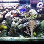 94 gallons reef tank (mostly live coral and fish) - 95 gallon tank