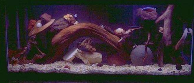 60 gallons freshwater fish tank (mostly fish and non-living decorations) - malawi tank with a bichir