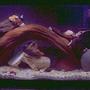 60 gallons freshwater fish tank (mostly fish and non-living decorations) - malawi tank with a bichir