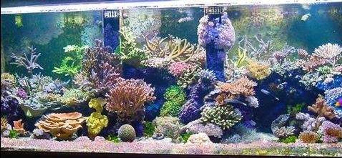 240 gallons reef tank (mostly live coral and fish) - reef