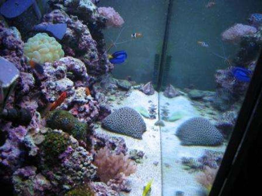 Rated #99: 80 Gallons Reef Tank - My 80 gallon reef